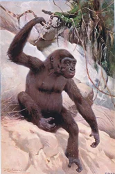 Gorilla, illustration from Wildlife of the World