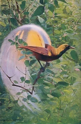 Great Bird of Paradise, illustration from Wildlife of the World, c.1910