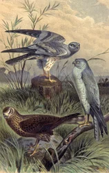 Harriers