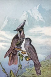 Hummingbird Mask (illustration)