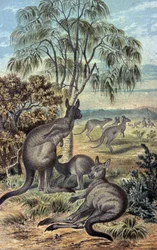 Kangaroos