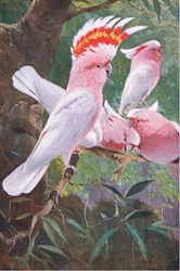 Leadbeater