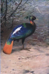 Monal