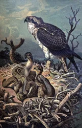 Osprey
