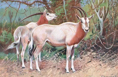 Sable Antelope, illustration from Wildlife of the World