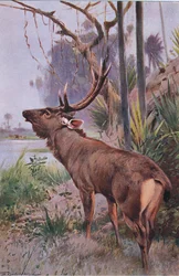Sambar