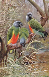 Senegal Parrot, illustration from Wildlife of the World, c.1910