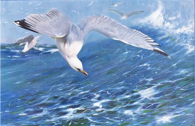 Silver Gull