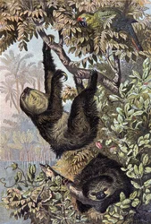 Sloth