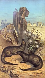 The rat of the pharaohs