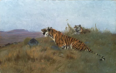 Tigers Stalking their Prey