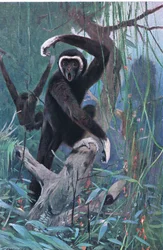 White-Handed Gibbon
