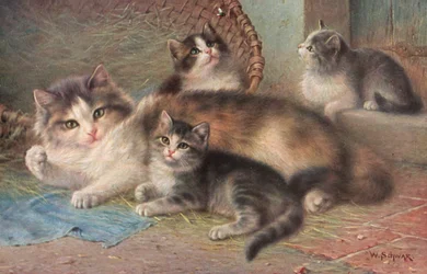 Cat postcard