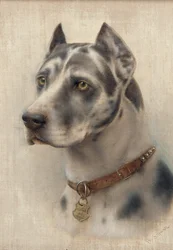 The Head of a Doberman