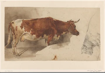 Standing Cow, Facing Right, and Sketch of a Cattle