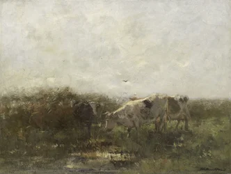 Cows