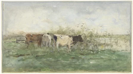 Cows by a Pond