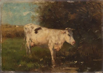 White Cow