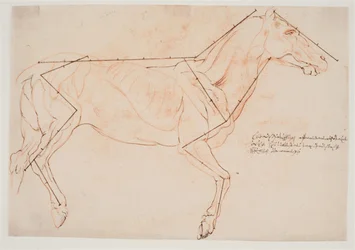 Anatomical and Proportional Study. A Horse