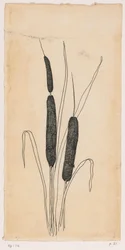 Bulrushes