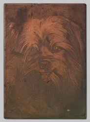 Dog Phoebus