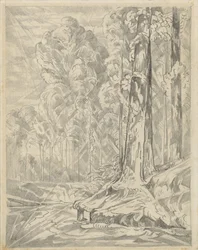 Clearing between Tall Trees