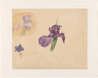 Studies of an Iris and Larkspur