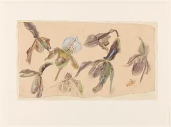 Seven Studies of Orchids