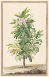 Narrow-leaved Spoon Tree in Landscape (Kalmia Angustifolia)