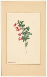 Branch of a Barberry