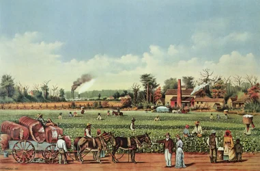 A Cotton Plantation on the Mississippi - The Harvest