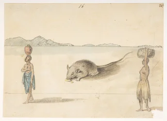 Mouse. Inhabitants probably of St. Jago. On back: Octopus. Belly of the same fish. The Sketch marked F belongs to this, from an Album of 372 drawings of landscapes, coastlines, costumes and everyday life made during Lord Macartney