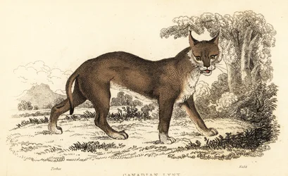 Canadian lynx, Lynx canadensis, 1834 (engraving)