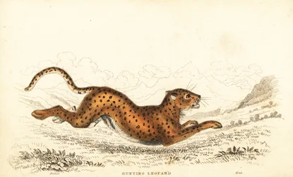 Cheetah, Acinonyx jubatus, 1834 (engraving)