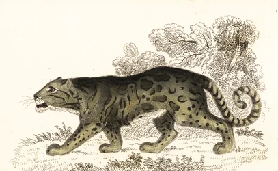 Clouded Leopard, Neofelis nebulosa (engraving)