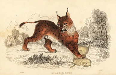 Eurasian lynx, Lynx lynx (engraving)