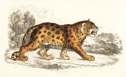 Jaguar, Panthera onca (engraving)