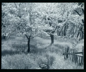Apple Trees in Blossom