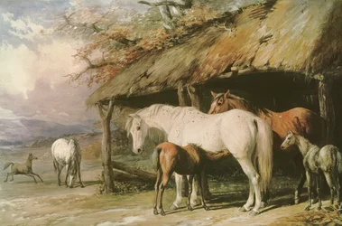 Mares and Foals