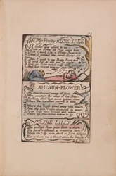 Songs of Innocence and of Experience, Plate 53, My Pretty Rose Tree, Ah! Sun-Flower, The Lilly