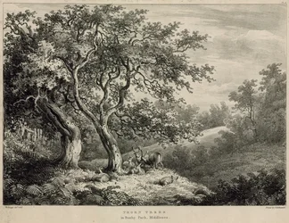 Thorn trees in Bushy Park, Middlesex
