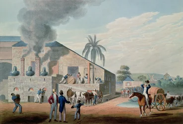 Slaves Set to Work Producing Rum at the Distillery, Antigua