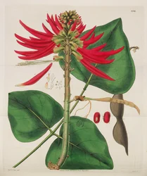 Botanical Magazine