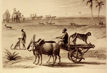 The Hunting Cheetahs