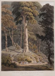 View of the Great Tree, Prince of Wales Island
