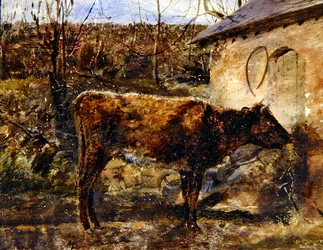 A Calf