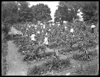Children Working in the Isham Park School Garden, New York City, August 16, 1915