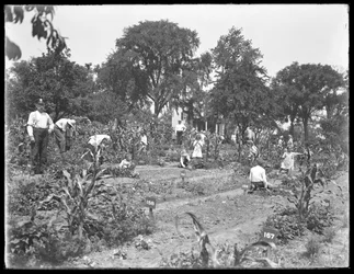 Children Working in the Isham Park School Garden, New York City, August 16, 1915