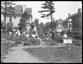 Children working in the garden at the Poppenhusen branch of the Queens Borough Public Library, August 14, 1915