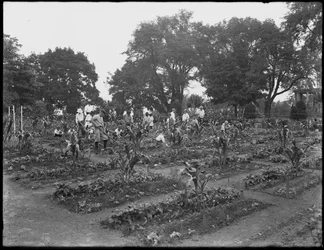 Children working in the school garden in Isham Park, New York City, August 5, 1914